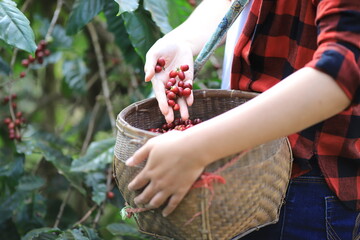 coffee beans Field Plantation   hand picking in farm.harvesting Robusta and arabica  coffee berries...
