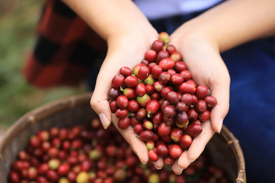 coffee beans Field Plantation   hand picking in farm.harvesting Robusta and arabica  coffee berries by agriculturist hands,Worker Harvest arabica coffee berries on its branch, harvest conce