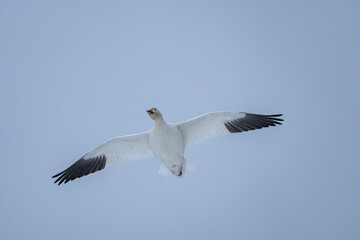 close up of a beautiful snow goose flew over head under the overcast blue sky with wings wide open