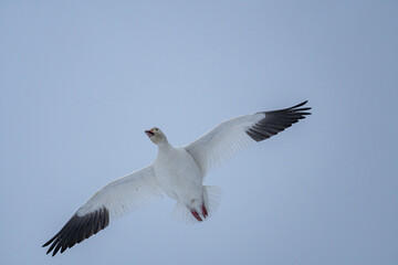 close up of a beautiful snow goose flew over head under the overcast blue sky with wings wide open