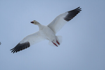 close up of a beautiful snow goose flew over head under the overcast blue sky with wings wide open