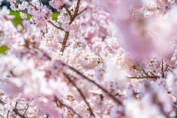 日本の春 神奈川県南足柄 一の堰ハラネ春めき桜
