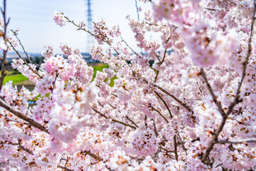 日本の春 神奈川県南足柄 一の堰ハラネ春めき桜