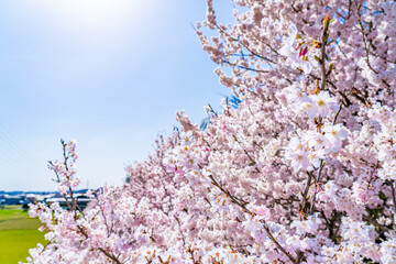 日本の春 神奈川県南足柄 一の堰ハラネ春めき桜