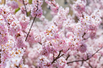 日本の春 神奈川県南足柄 一の堰ハラネ春めき桜