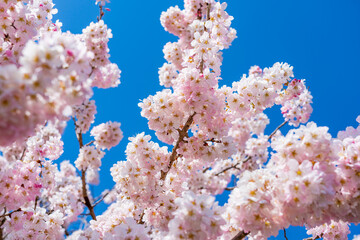 日本の春 神奈川県南足柄 一の堰ハラネ春めき桜