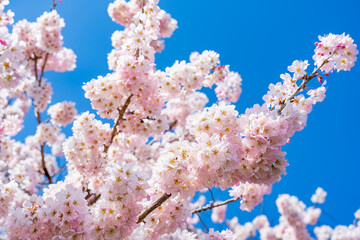 日本の春 神奈川県南足柄 一の堰ハラネ春めき桜