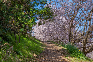 Fototapeta premium 日本の春 神奈川県南足柄 一の堰ハラネ春めき桜