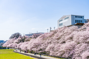 Fototapeta premium 日本の春 神奈川県南足柄 一の堰ハラネ春めき桜