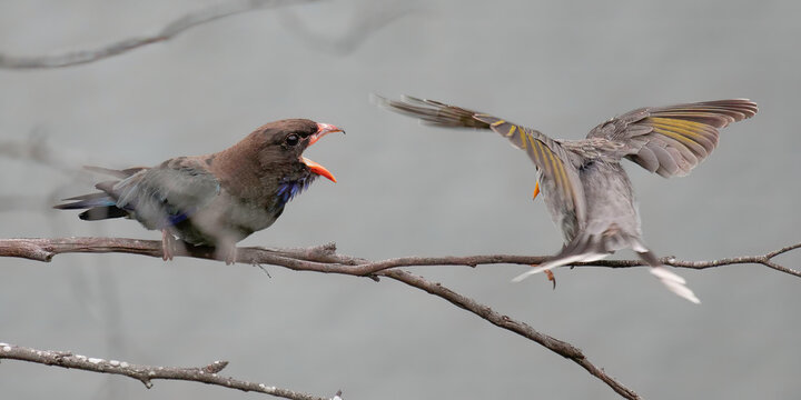 Dollar Bird tells Noisy Miner where to go