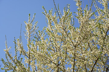 Spring white cherry blossom against blue sky. Spring cherry blossoms on blue background for postcard or banner. Beautiful floral spring abstract background of nature