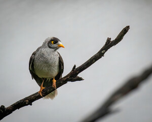 A Noisy Miner perched on a dead branch