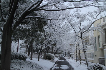 a park in snow, Nagoya City 