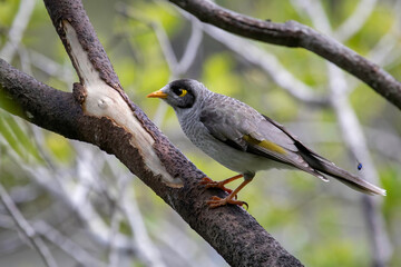 A Noisy Miner foraging for food in a tree