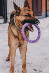 Joyful and happy German shepherd playing with a purple toy puller. Playful dog with a toy in his teeth in a snowy yard in winter. High quality photo