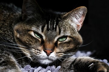 Moody tabby cat laying on carpet scowling.