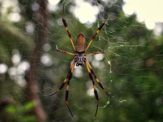 Golden silk orb-weaver sitting in spider web. - Powered by Adobe