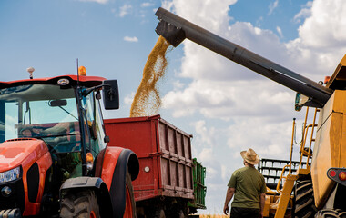 Pouring soy bean grain into tractor trailer after harvest