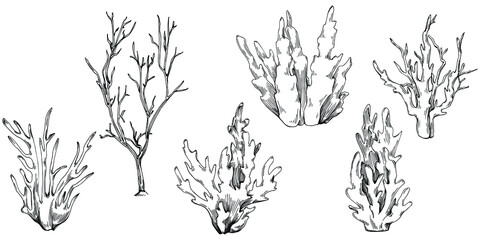 Сoral vector with engraving style illustration of logo or emblem for design seafood menu. Nautical design element