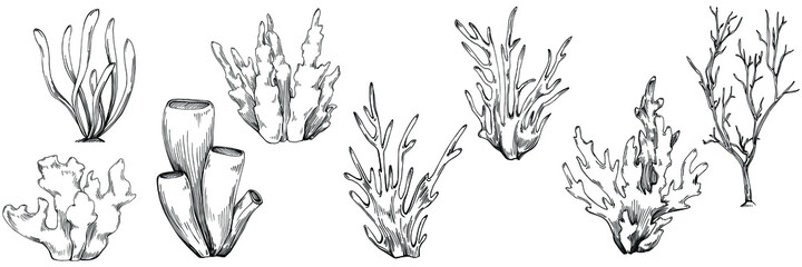 Сoral vector with engraving style illustration of logo or emblem for design seafood menu. Nautical design element