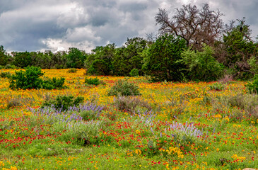 Texas Wildflowers 7