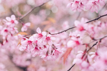 Pink Cherry blossom flowers blooming with pink tree background 