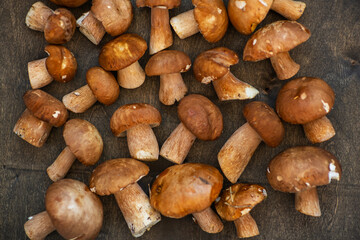 Porcini mushrooms lying on a dark wooden background in a scattered