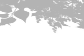 Summer background shadows from the foliage of a tree on a white wall. White and black background for overlay on mockup
