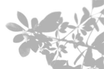 Fototapeta premium Summer background shadows from the indoor tree of happiness on a white wall. White and black background for overlay on mockup