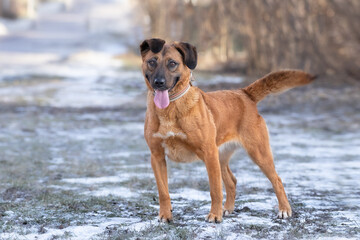 Homeless dog for a walk in the park posing for the camera.Humanitarian action to help stray dogs from the shelter.