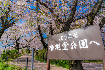 日本の春 埼玉幸手 幸手権現堂桜堤の桜並木