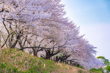 日本の春 埼玉幸手 幸手権現堂桜堤の桜並木