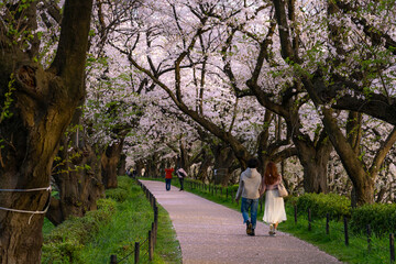 Fototapeta premium 日本の春 埼玉幸手 幸手権現堂桜堤の桜並木
