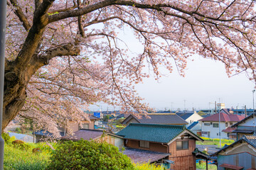 日本の春 埼玉幸手 幸手権現堂桜堤の桜並木