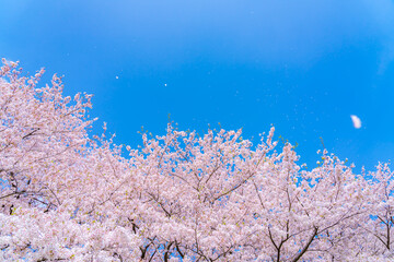 日本の春 埼玉幸手 幸手権現堂桜堤の桜並木