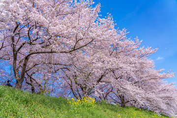 日本の春 埼玉幸手 幸手権現堂桜堤の桜並木