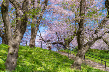 日本の春 埼玉幸手 幸手権現堂桜堤の桜並木
