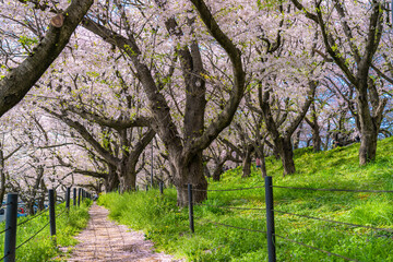 Fototapeta premium 日本の春 埼玉幸手 幸手権現堂桜堤の桜並木