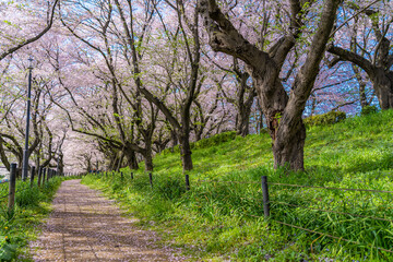日本の春 埼玉幸手 幸手権現堂桜堤の桜並木