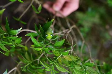 Green branch called Wrightia antidysenterica R.Br., have  large, green-eyed caterpillar clings to the top of the leaf. Daphnis nerii often camouflages like leaves to dodge enemies. (it eats very well)