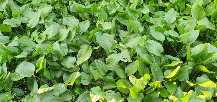 The fresh green foliage of Arrow Head Amazon or Burhead thrives in the backyard. Scientific name: Sagittaria lancifolia L. is an aquatic tree with underground rhizomes. Growing up in flooded gardens
