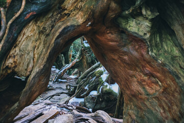  Winter Yaskuhima forest in Kyusyu Japan(World Heritage in Japan)