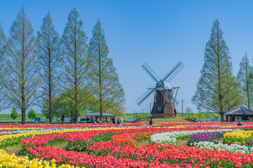 日本の春 千葉県柏市 あけぼの山農業公園のチューリップ