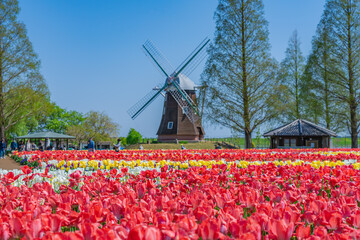 日本の春 千葉県柏市 あけぼの山農業公園のチューリップ