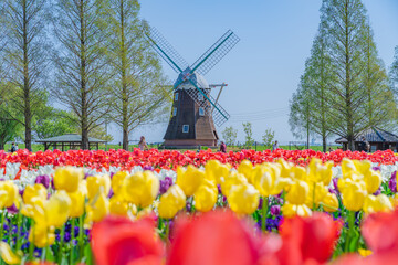 日本の春 千葉県柏市 あけぼの山農業公園のチューリップ