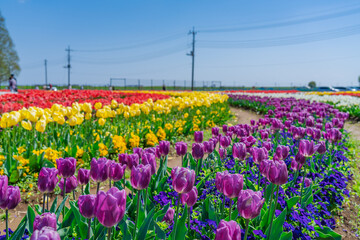 日本の春 千葉県柏市 あけぼの山農業公園のチューリップ