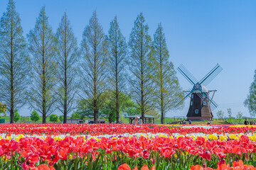 日本の春 千葉県柏市 あけぼの山農業公園のチューリップ
