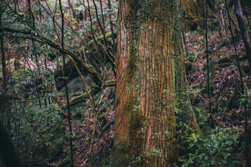  Winter Yaskuhima forest in Kyusyu Japan(World Heritage in Japan)