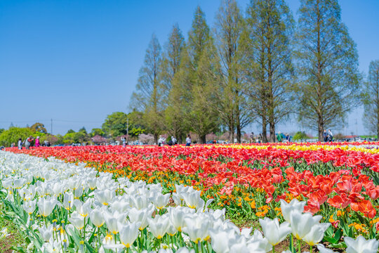 日本の春 千葉県柏市 あけぼの山農業公園のチューリップ