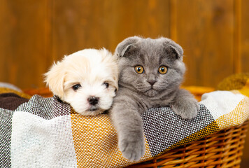 Fluffy gray lop-eared kitten lying next to a small Maltese puppy in a wicker basket on a brown plaid